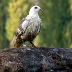 Columbidae