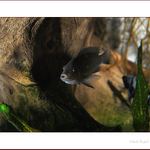 trocha akvaristiky I