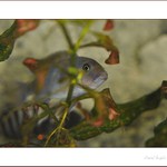 trocha akvaristiky II