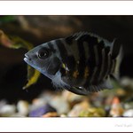 trocha akvaristiky III