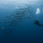 Barracudy a Vlaďka :-)