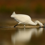 Volavka bělostná (Egretta thula)