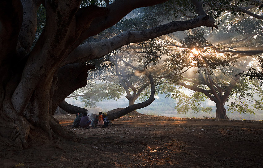 Ráno v banyánovém lese