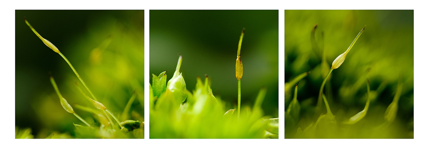 trio V.