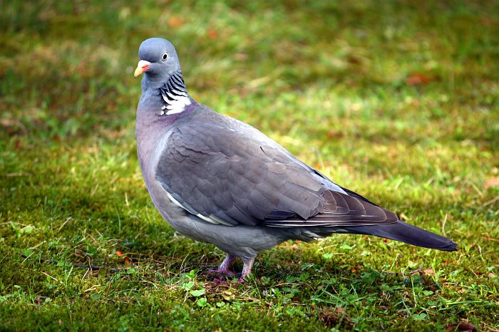 Holub Hřivnáč