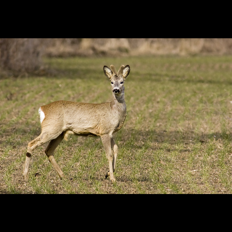 Srnec lesný (Capreolus capreolus)