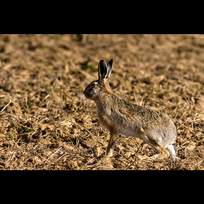 Zajac poľný (Lepus europaeus)