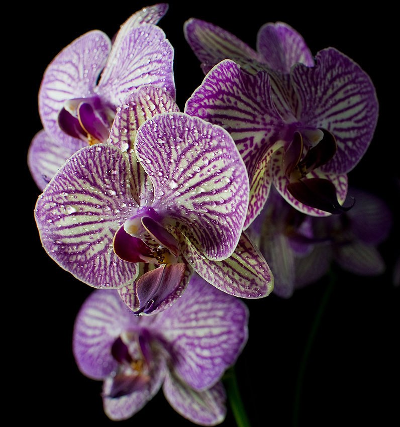 Orchidej