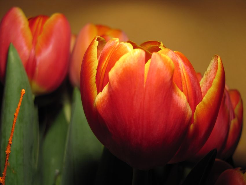 Tulipán