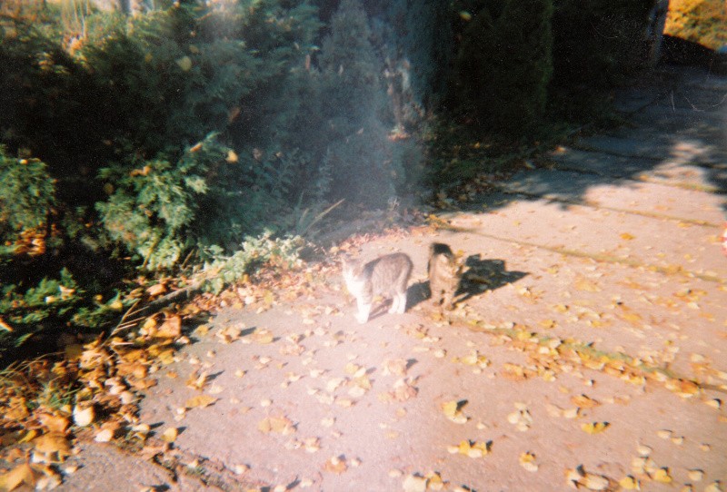 dvě kočičky
