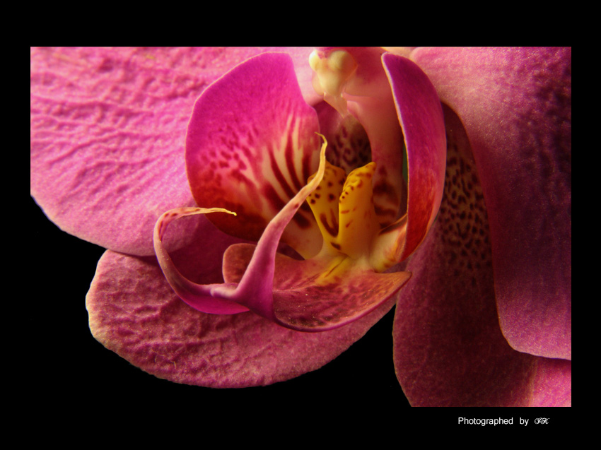 °°Phalaenopsis°°