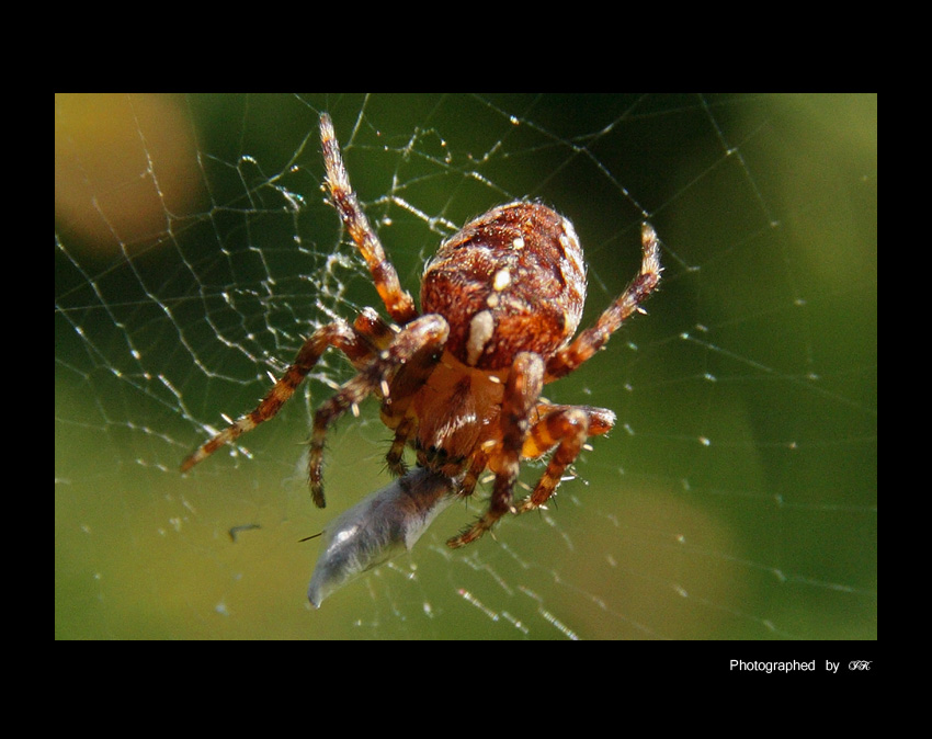 °°Chycen v pavučině°°