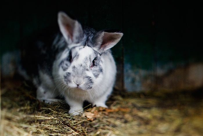 ...králík domácí...