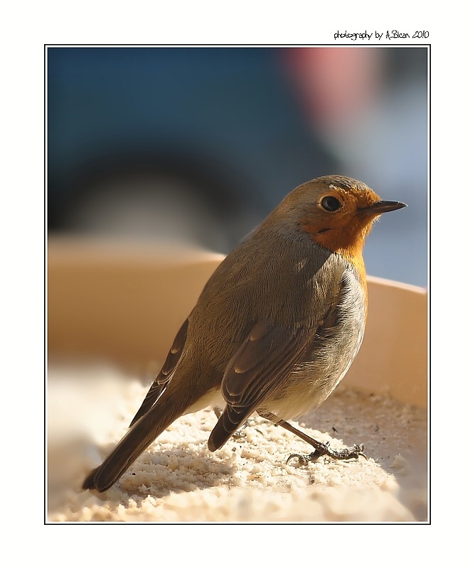 ... Červenka obecná  ...