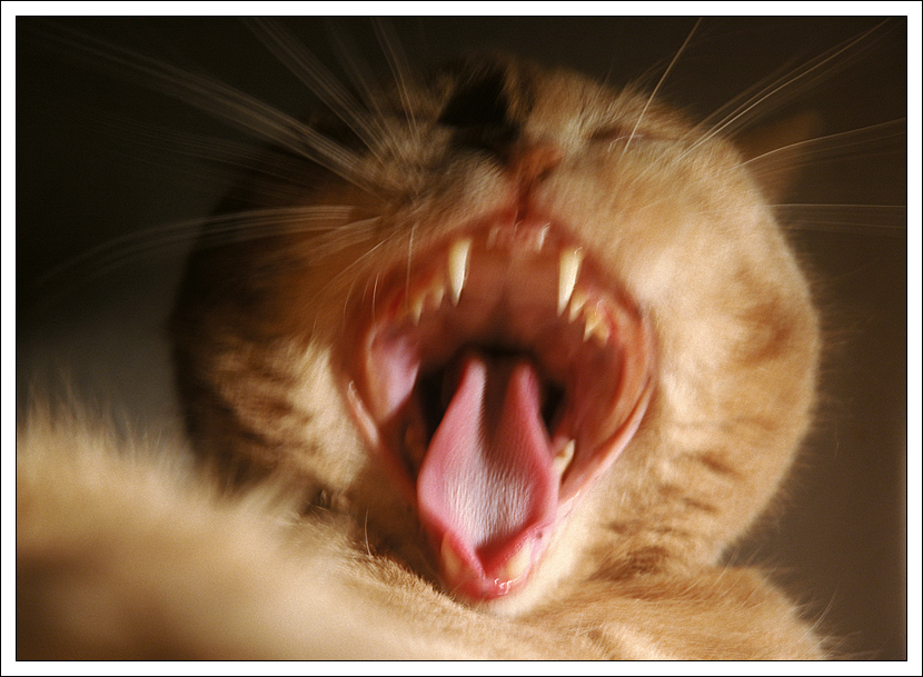 Jaws!