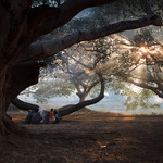 Ráno v banyánovém lese