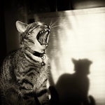 Operní pěvkyně...:)