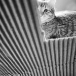 Čikounek dimenzován