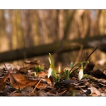 První poslové jara