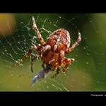 °°Chycen v pavučině°°