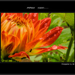 °°Květina po dešti°°