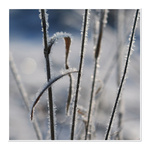 poslední zdobení staré dámy