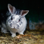 ...králík domácí...