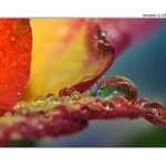 ... Kapky, kapky, kapičky ...