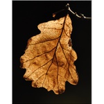 ... Hra se světlem ...