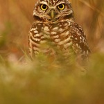 ... vím, na co myslíš ...