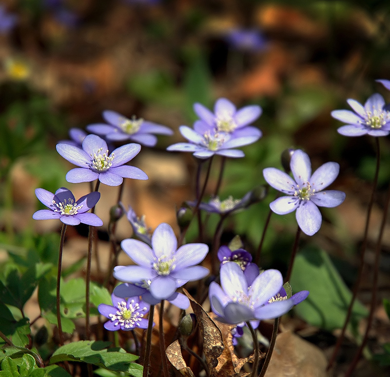 .: PÁR MODRÝCH Z TRÁVY :.