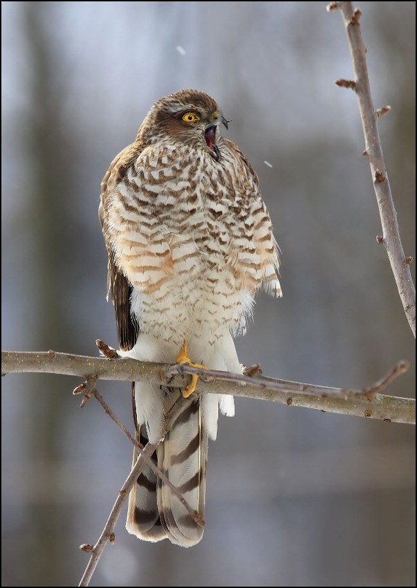 Krahujec obecný - Accipiter nisus