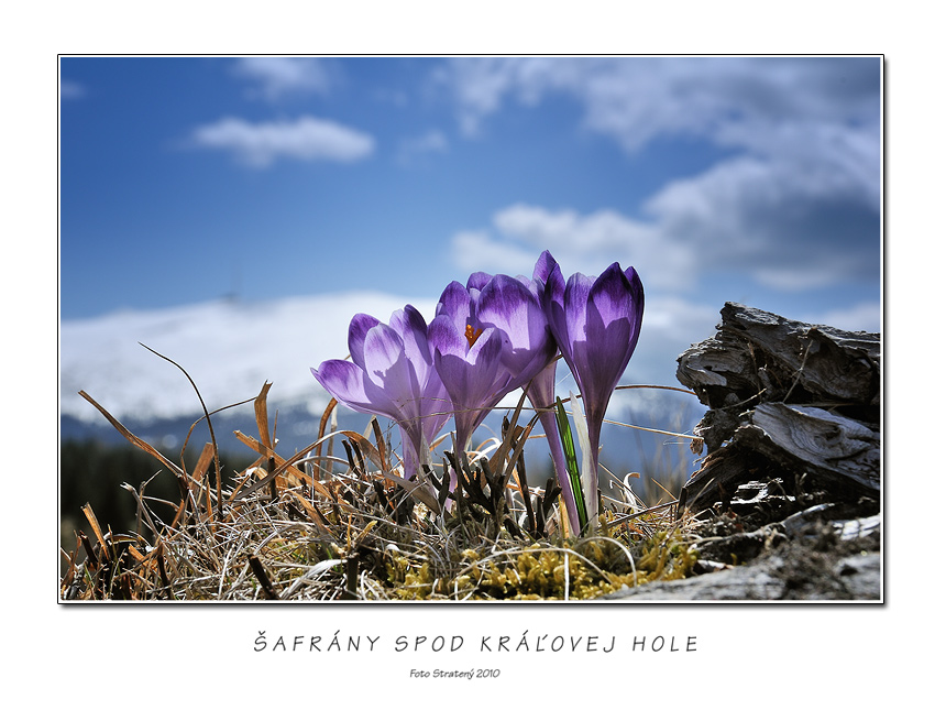 Šafrány spod Kráľovej hole