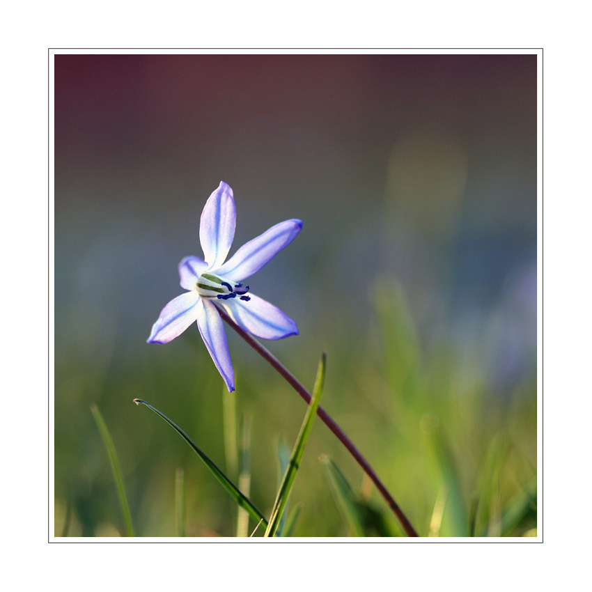 modrá je barva naděje