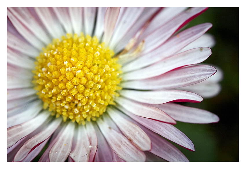 ...slnko v lupenoch...