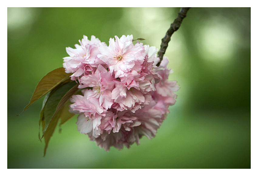 ...gulko-machulko...