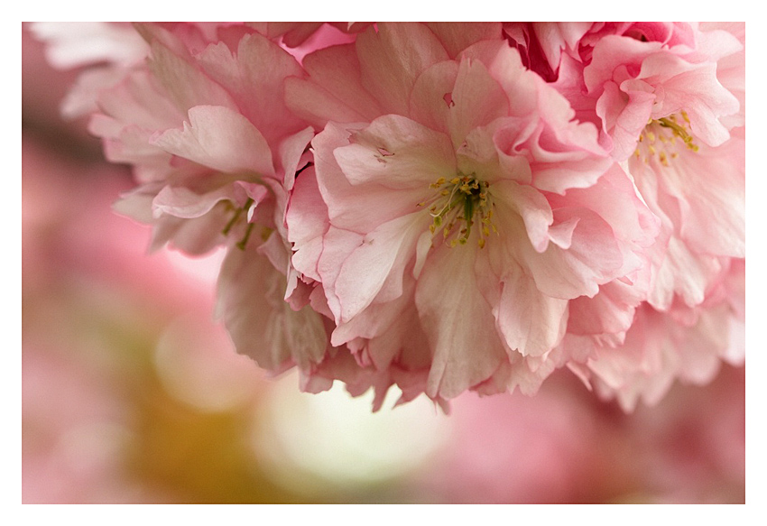 ...vesmir je ruzowyyyyy....