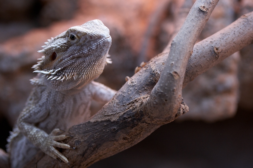 Pogona vitticeps
