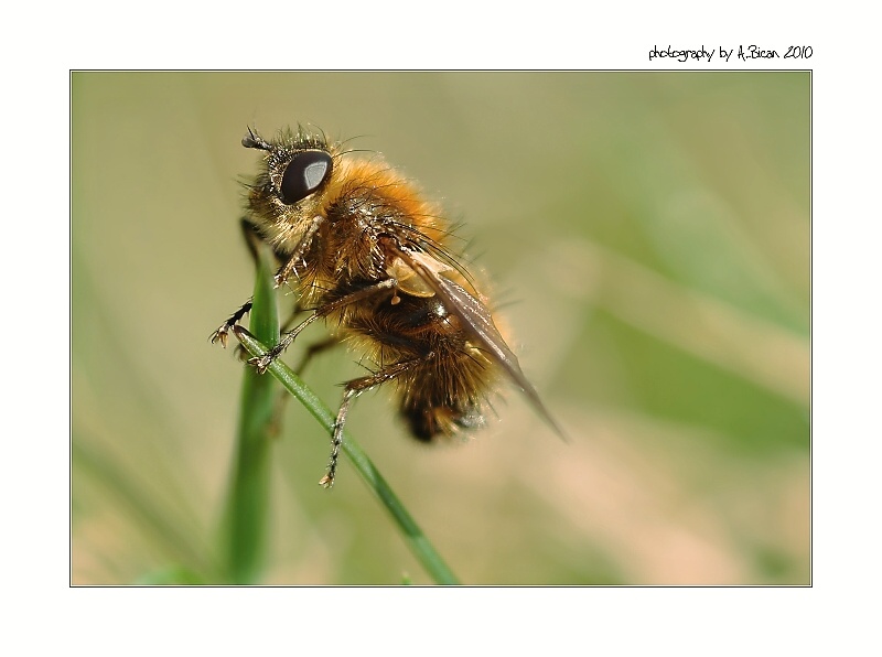 ... První jarní hmyzák ...