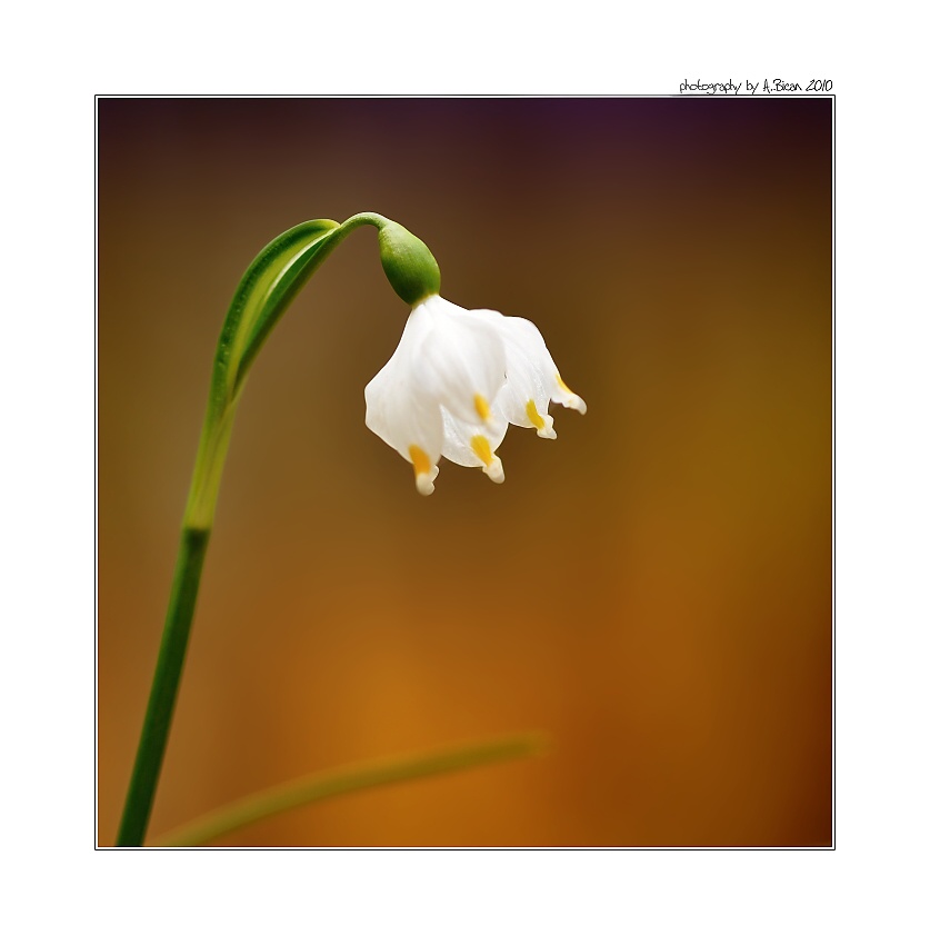 ... Bledule jarní ...