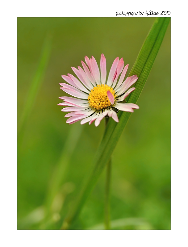 ... Když se sedmikráska opírá :) ...