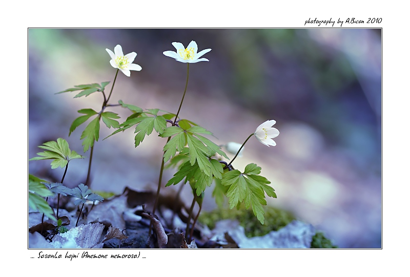 ... Sasanka hajní (Amemone nemorosa) ...