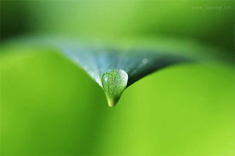 česnek co chutná medvědům...