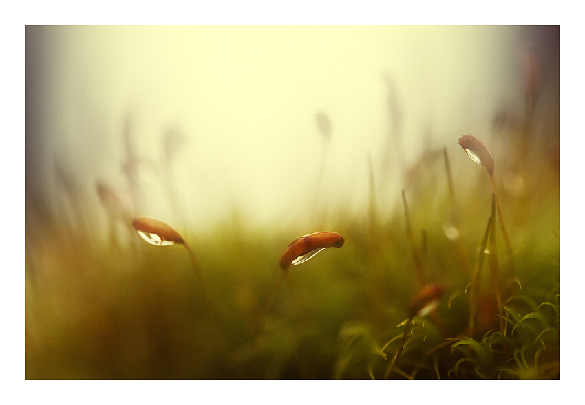 ***tak trochu mechu II ***