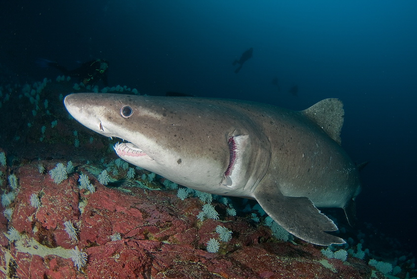 Žralok ostrozubý - Odontaspis ferox