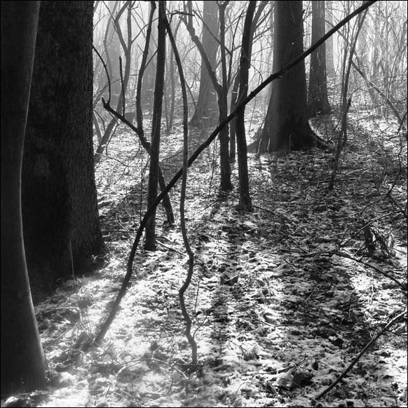 ..linie lesa...