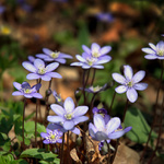 .: PÁR MODRÝCH Z TRÁVY :.