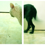 pet love