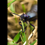 Májka fialová (Meloe violaceus)