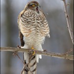 Krahujec obecný - Accipiter nisus